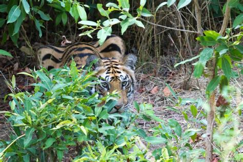 Tiger Crouching And Hiding For Hunting Stock Photo Image Of Tiger