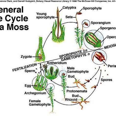 Figure : The moss gametophyte and sporophyte. | Download Scientific Diagram