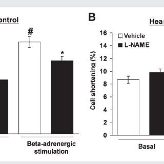 Effect Of NO Synthase Inhibition With L NAME 10 24 M On Cell