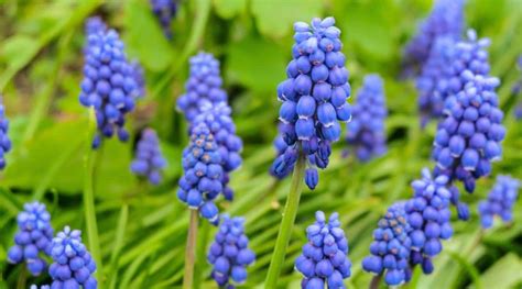 How to Plant, Grow, and Care For Grape Hyacinth (Muscari)