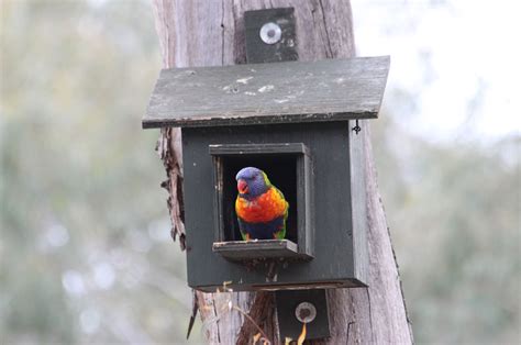 Nesting Boxes Nangak Tamboree Wildlife Sanctuary La Trobe University