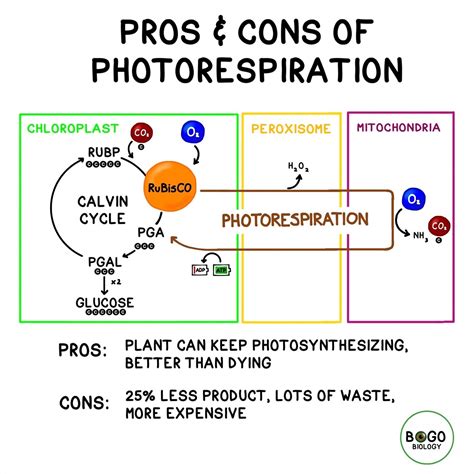 Photorespiration is a highly inefficient process that plants can use to ...