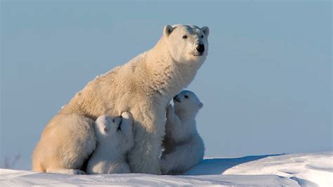 TIERWELT Live Eisbären können nicht weinen