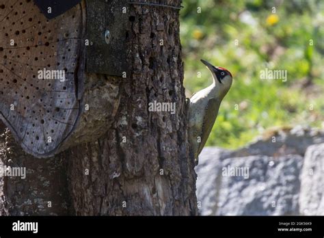 Gruenspecht Weibchen Green Woodpecker Female Picus Viridis Stock