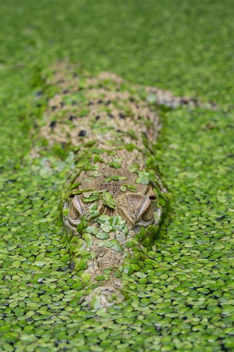 New Guinea Crocodile (Crocodylus Novaeguineae) in a Pond Full of Algae ...