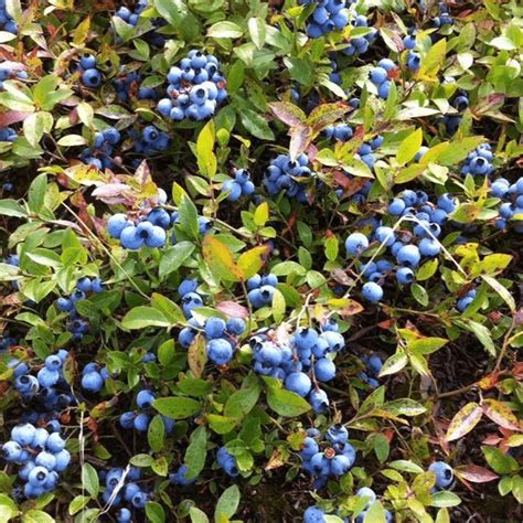 A Comprehensive Guide To The Best Blueberry Companion Plants