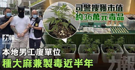 司警搜獲市值約36萬元毒品 本地男工廈單位種大麻兼製毒近半年 澳門力報官網