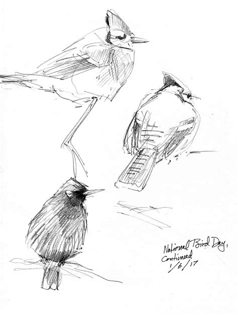 Perched on a Page: Solo Show – Drawing The Motmot