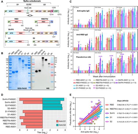 A Recombinant Spike Protein Subunit Vaccine Confers Protective Immunity