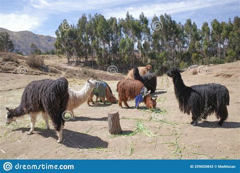 Llama At A Ranch In The Andes Mountains Near Cusco Peru Stock Photo