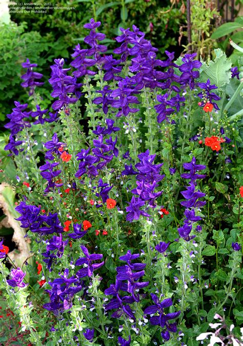 Plantfiles Pictures Salvia Species Annual Sage Clary Sage Painted