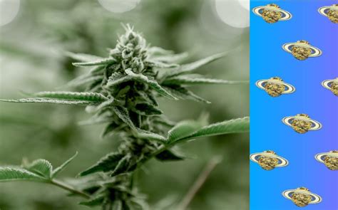 What’s The Difference Between Indica Sativa And Hybrid Cannabis