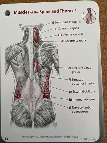 Muscles Of The Spine And Thorax Flashcards Quizlet