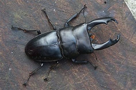 Japanese Stag Beetle | All Species Wiki | Fandom