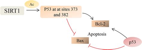 Potential Mechanisms Of Sirt P Signaling Pathway Sirt Deacetylates