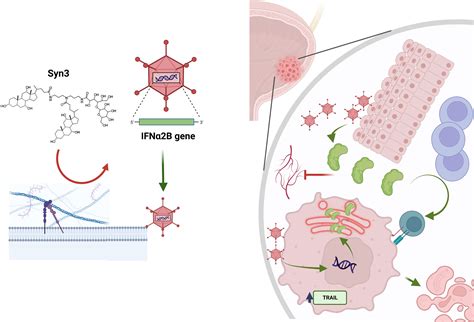 Frontiers Interferon Gene Therapy With Nadofaragene Firadenovec For