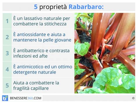 Rabarbaro proprietà terapeutiche benefici e controindicazioni