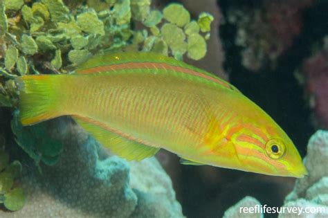 Thalassoma Lutescens Green Moon Wrasse