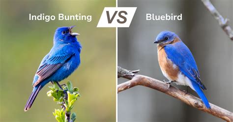 Indigo Bunting Vs Bluebird Telltale Differences To Id Them