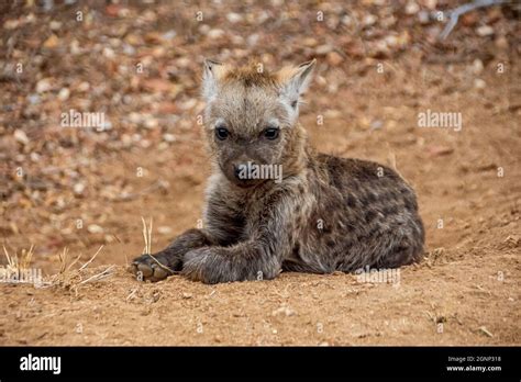 Brown hyena cub hi-res stock photography and images - Alamy