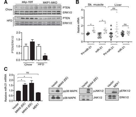 Figure 7 From Skeletal Musclespecific Deletion Of Mkp 1 Reveals A P38