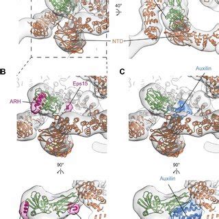 The structure of clathrin on coated membranes. EM maps (gray surface)... | Download Scientific ...