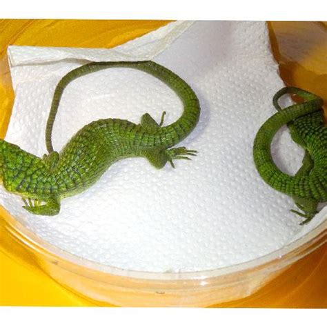 Mexican Alligator Lizards Adult Pairs