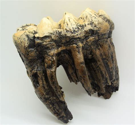 American Mastodon Tooth Replica - SkeletonsAndSkullsSuperstore