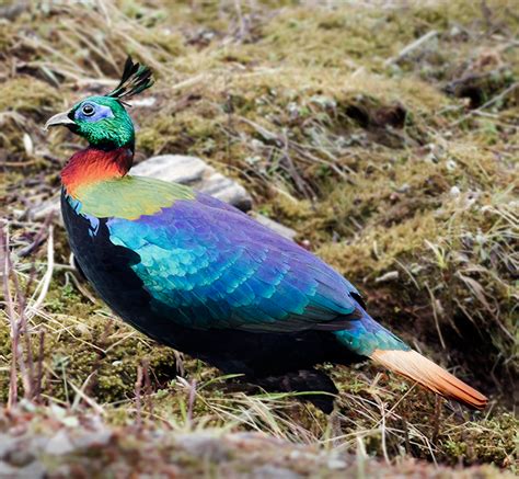 Rare Animal And Bird Found In Nepal: The Himalayan Monal