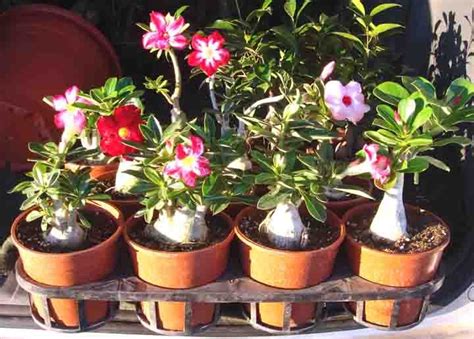 Rules Of Growing The Desert Rose Adenium In A Subtropical Climate