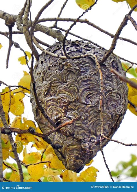 Bald Face Yellowjacket Hornet Nest In Autumn Tree Stock Image Image