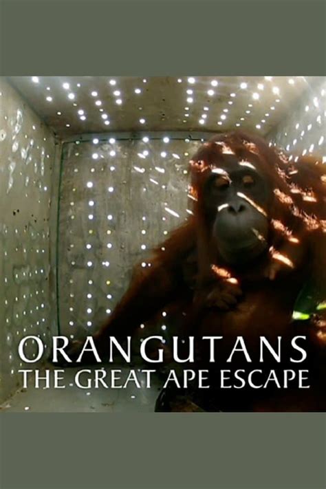 Orangutans The Great Ape Escape 2013 The Poster Database TPDb