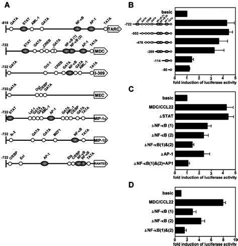 Mechanism Of Transcriptional Activation Of MDC CCL22 Promoter By LMP1