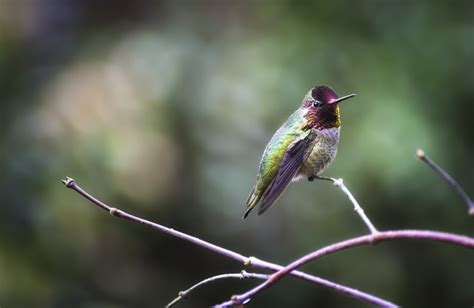 Hummingbirds In Oregon Top Species With Pictures For You To Identify