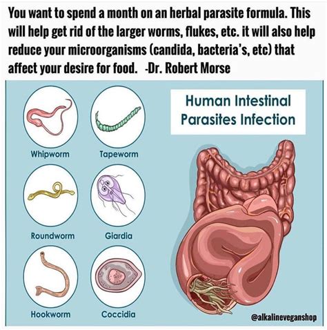 Parasites Are Organisms That Live In And Feed Off A Living Host There Are A Variety Of