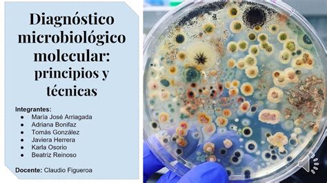 O Diagn Stico Microbiol Gico Por T Cnicas De Identifica O Uma