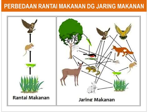 Gambar Dan Penjelasan Piramida Rantai Dan Jaring Makanan Freewaremini