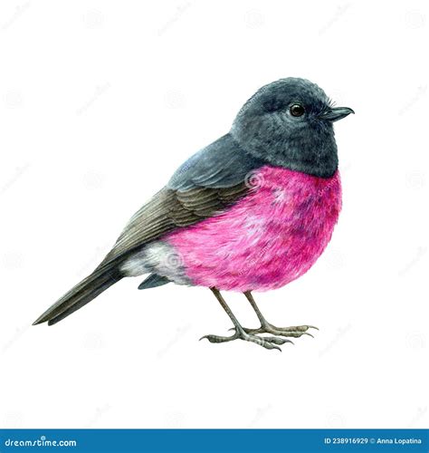 Pink Robin Bird Watercolor Illustration Hand Drawn Australia Avian Realistic Image Stock