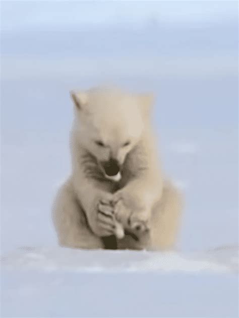 Polar Bear Cub Gets Surprised By Seal - Animals Around The Globe