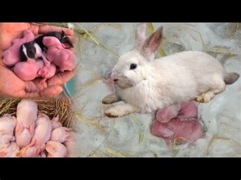 Finally Rabit Na Batcha Da Diyerabit Giving Birth New Babies Rabbit