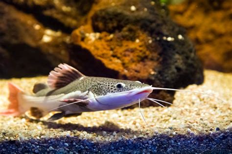 South American Red Tailed Aquarium Catfish | Arizona Aquatic Gardens