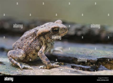 Common Toad Bufo Bufo Stock Photo Alamy