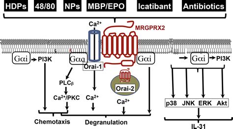 Roles Of Mas Related G Proteincoupled Receptor X On Mast Cell