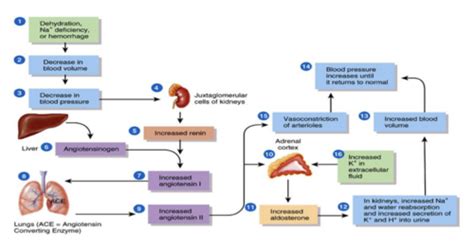 Renin Angiotensin System Flashcards | Quizlet