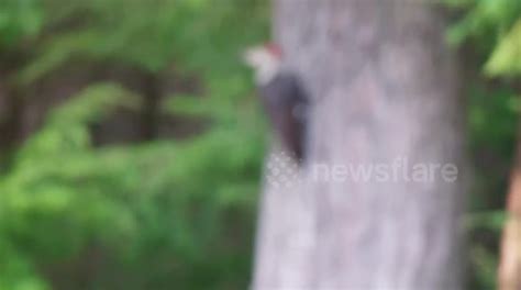 Pileated Woodpecker Eating Bugs Off A Tree Stump Buy Sell Or Upload