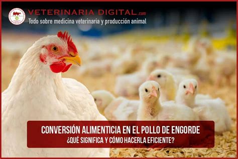 Conversi N Alimenticia En El Pollo De Engorde C Mo Hacerla Eficiente