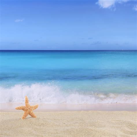 Fondo De Playa En Verano De Vacaciones Con Estrella De Mar Y Copyspace