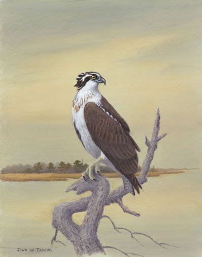 John Taylor Art Birds Birds Bald Eagle Art