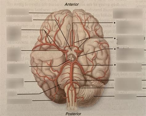 Arteries Of The Head Neck And Brain Diagram Quizlet