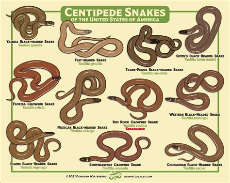 Centipede Snakes of the United States of America Print - Etsy